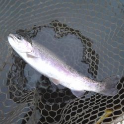 大安トラウトレイク 釣果